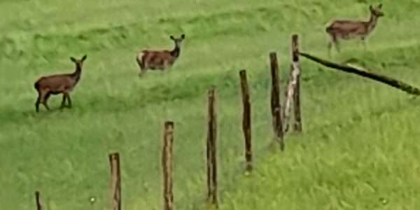 Chalet en Alsace à proximité de la foret
