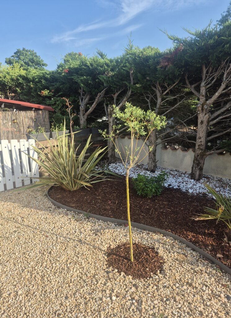 3-Bedroom House Between Pine Forest and Beach — photo 11