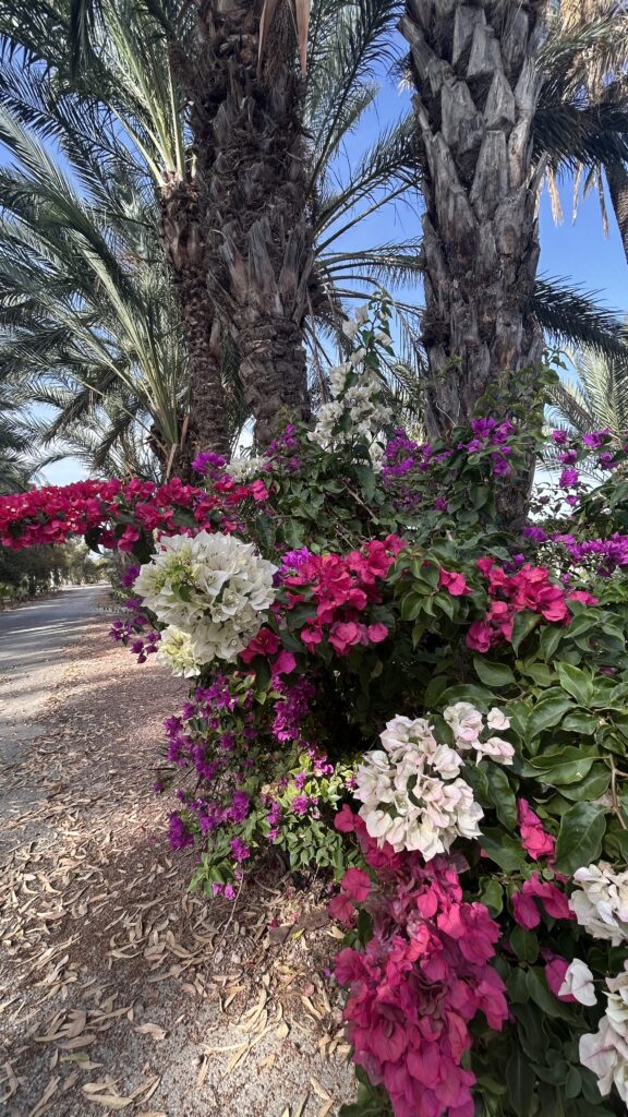 Magnifique finca rénovée à Elche en Espagne — photo 6