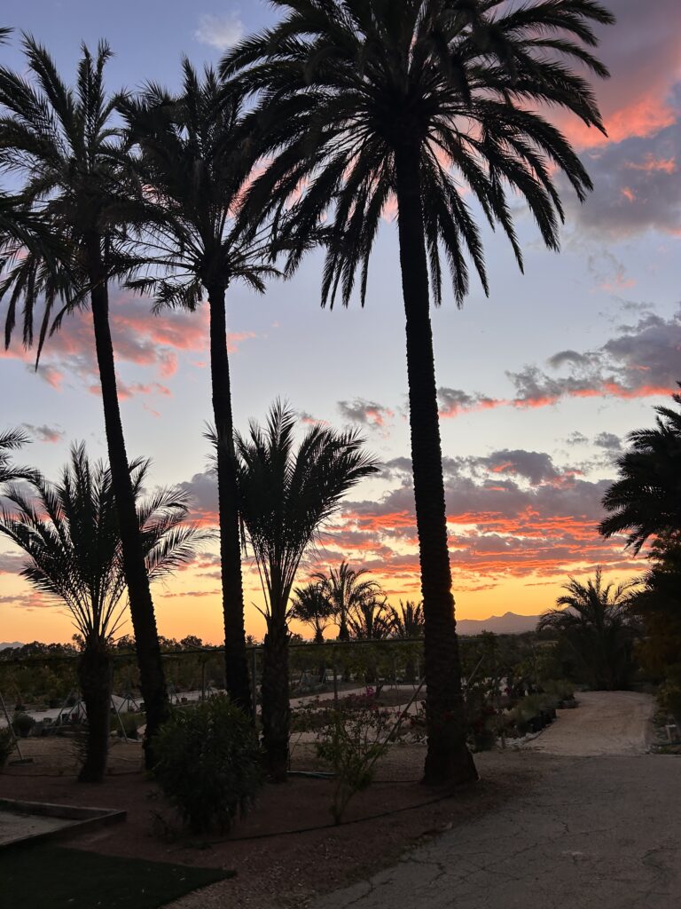 Magnifique finca rénovée à Elche en Espagne — photo 11