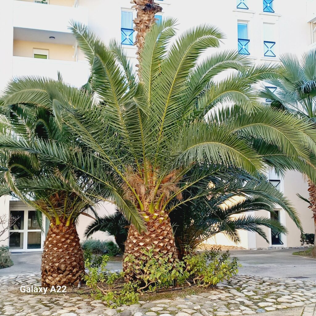 Appartement lumineux avec piscine • Hyères centre — photo 9